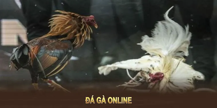 Cách Chơi Đá Gà WS168 Tại OK365 Hấp Dẫn Và Thắng Lớn