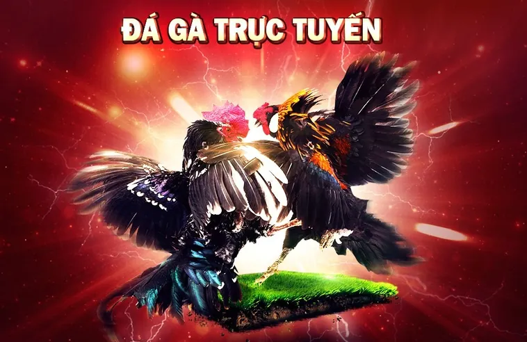 Cách Chơi Đá Gà 3D Tại OK365 Đỉnh Cao Giải Trí Ảo